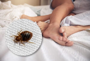 Bed bugs hiding in a mattress