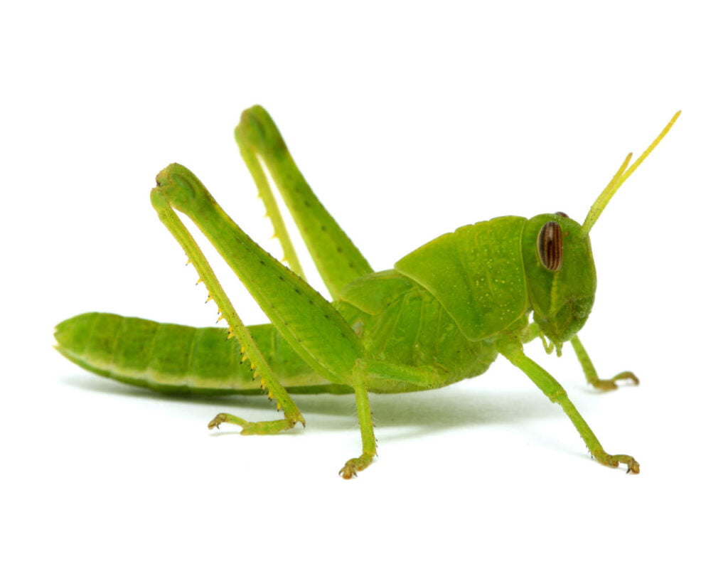 Grasshoppers - Let RainCity Pest Control take care of it.