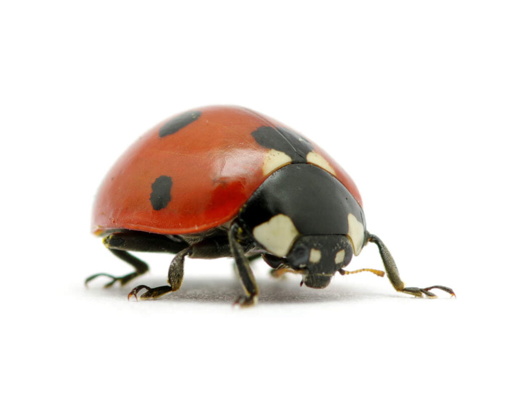 Ladybugs - Let RainCity Pest Control take care of it.