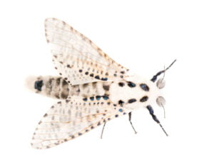 Moth - Let RainCity Pest Control take care of it.
