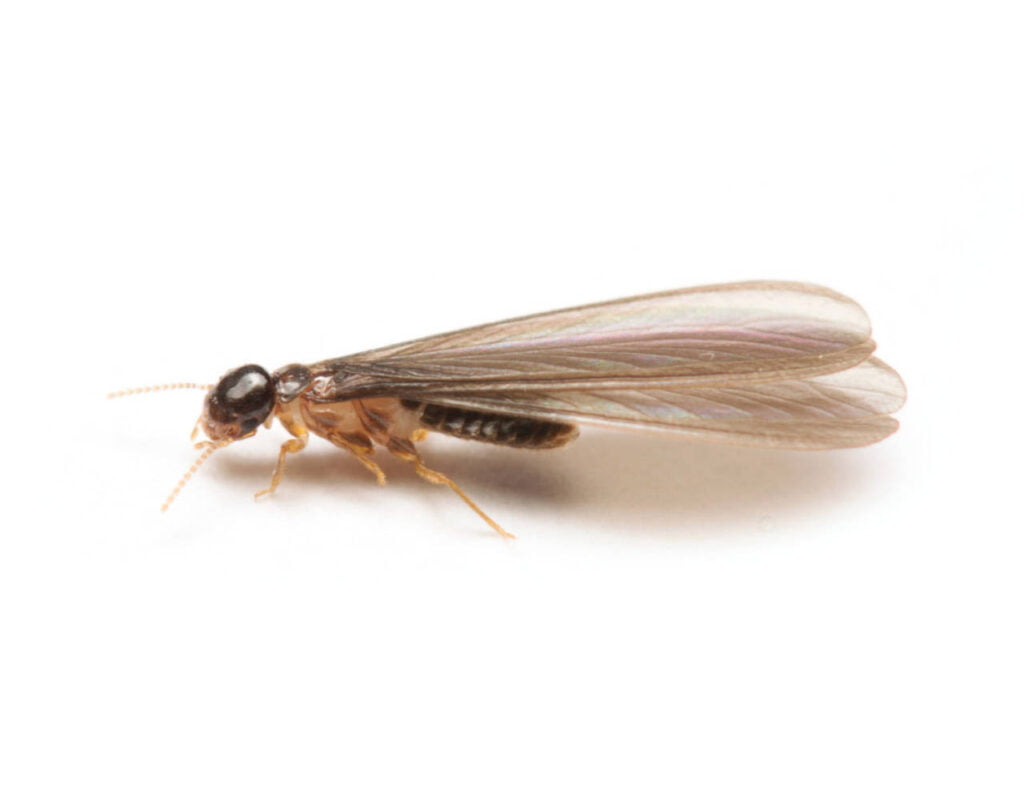 Termite - Let RainCity Pest Control take care of it.
