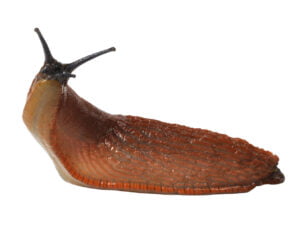 Slugs - Let RainCity Pest Control take care of it.