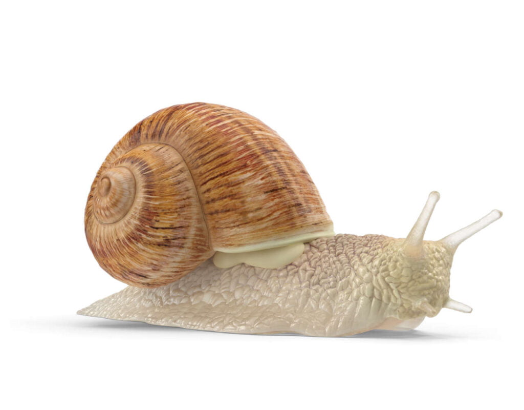 Snails - Let RainCity Pest Control take care of it.