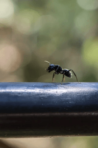 A macro shot of a carpenter ant
