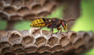 A close-up of a wasp