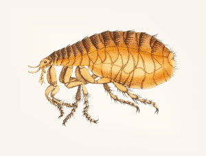 A drawing of a flea