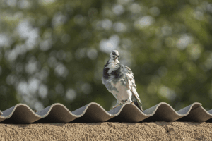A pigeon