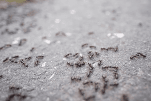 A close-up of ants