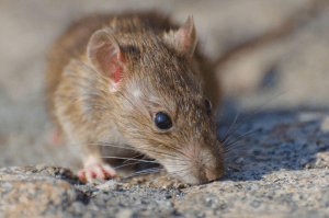 A rat