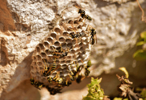 A wasp nest