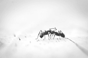 close-up of two ants facing next to each other