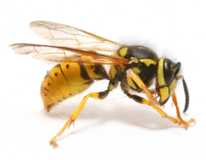 close-up shot of a yellow and black wasp