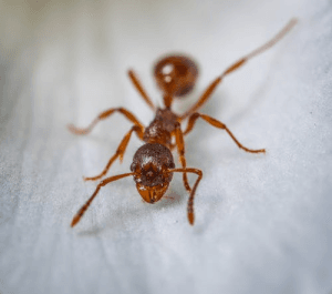 Close-up macro shot of an ant on a surface in a Vancouver home