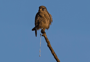 Close-up of bird droppings causing damage to outdoor surfaces in Vancouver