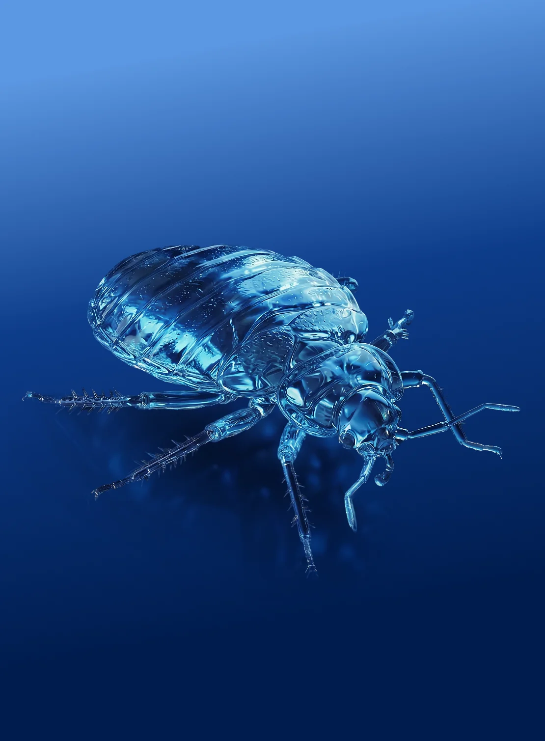 Cockroach pest identification - RainCity Pest Control